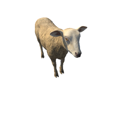 Sheep_IP