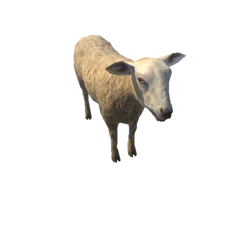 Sheep_LowPoly