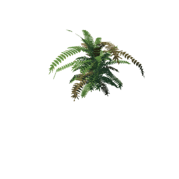 Fern