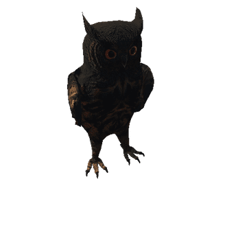 OwlColor1