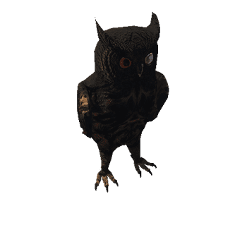 OwlColor1_1