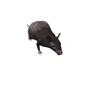 RatColor1