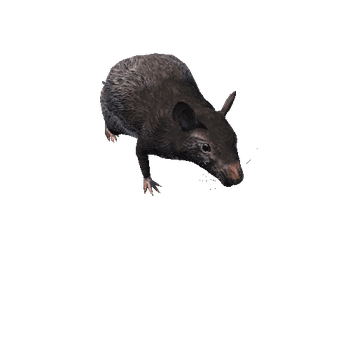 RatColor1_1