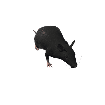 RatColor2