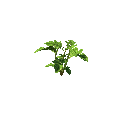 plant_potato_S1