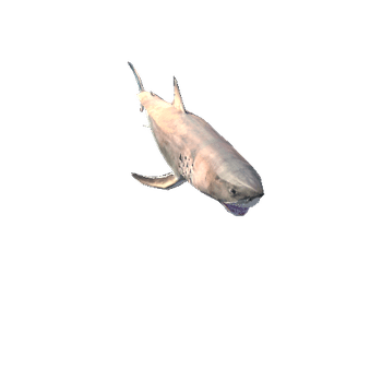 SharkModelLowPolyRagdoll