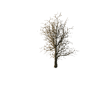 1034 The old dry horror trees (Big Pack)