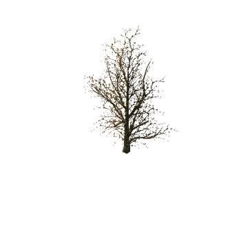 1047 The old dry horror trees (Big Pack)