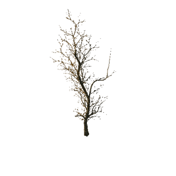 1058 The old dry horror trees (Big Pack)