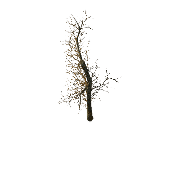 554 The old dry horror trees (Big Pack)