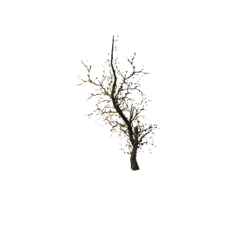 685 The old dry horror trees (Big Pack)