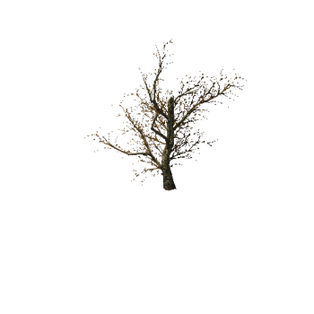 763 The old dry horror trees (Big Pack)
