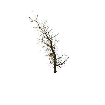 974 The old dry horror trees (Big Pack)