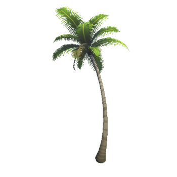 CoconutTree_B