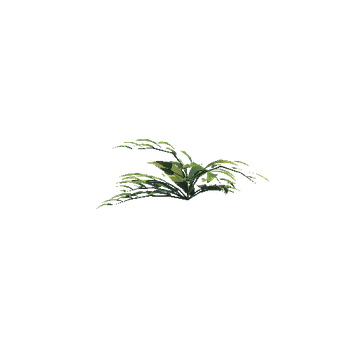 Plant_C