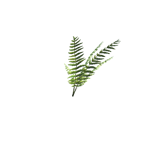 Fern