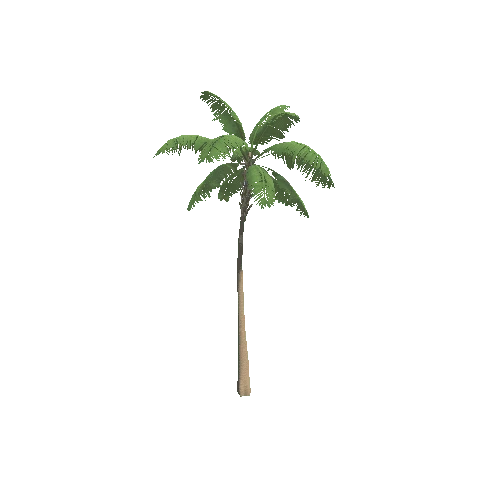 CoconutPalm_B