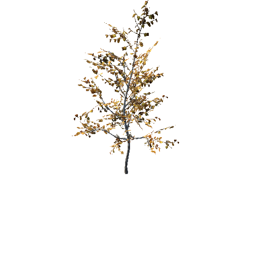 HD_Tree_young_birch_01_Autumn