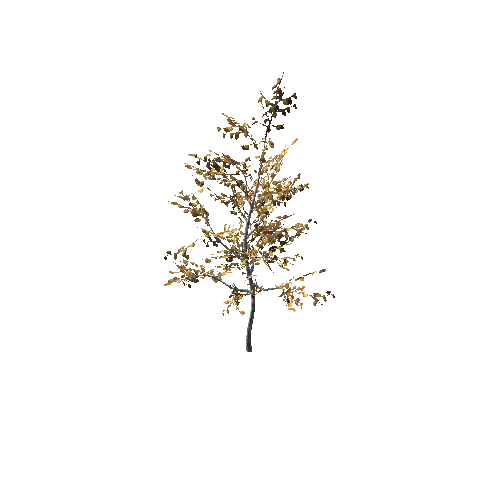 Tree_young_birch_01_cheap_Autumn