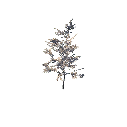 Tree_young_birch_01_cheap_Seasons