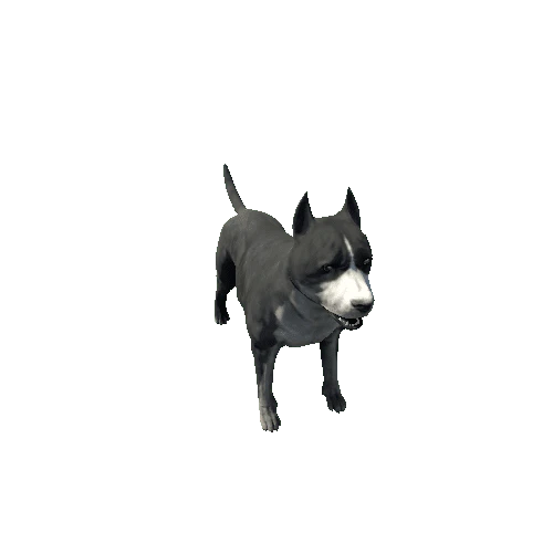 Amstaff01_FV_RM_HP_Black