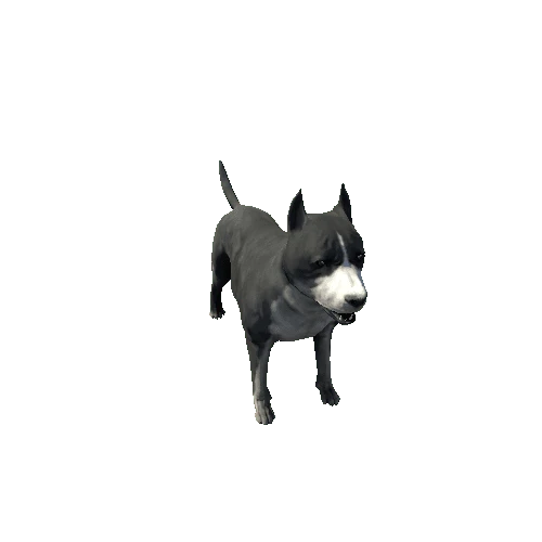 Amstaff01_FV_RM_LP_Black