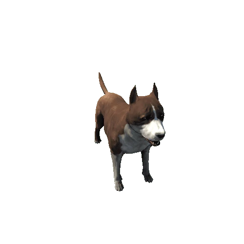 Amstaff01_FV_RM_LP_Brown