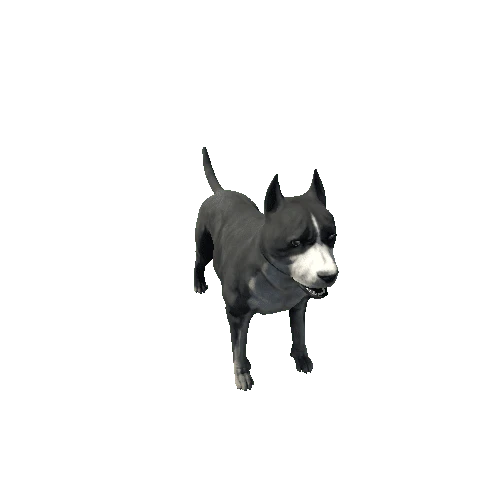 Amstaff01_FV_RM_SHP_Black