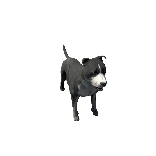 Amstaff_FV_RM_HP_Black