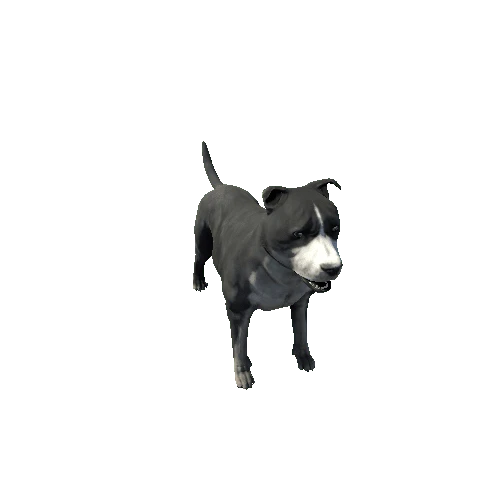 Amstaff_FV_RM_SHP_Black