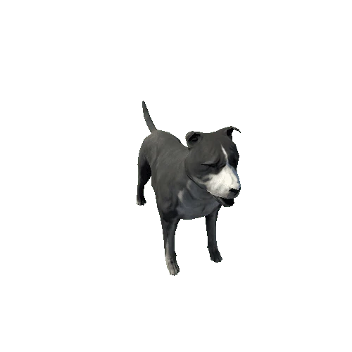 Amstaff_FV_RM_SLP_Black