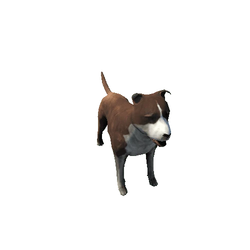 Amstaff_FV_RM_SLP_Brown