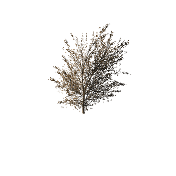 1209 Maple Trees and Bushes Pack