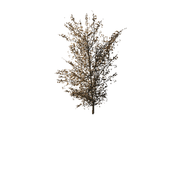 1215 Maple Trees and Bushes Pack