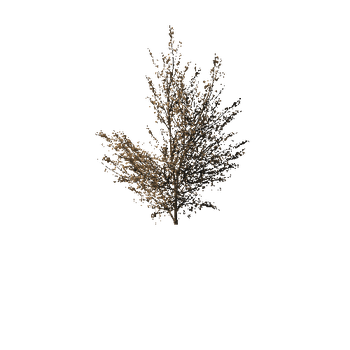 1283 Maple Trees and Bushes Pack
