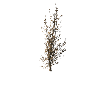 421 Maple Trees and Bushes Pack