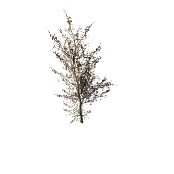 506 Maple Trees and Bushes Pack