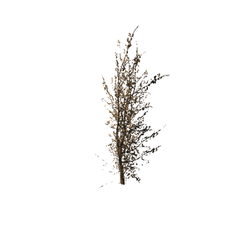576 Maple Trees and Bushes Pack