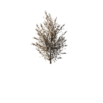 823 Maple Trees and Bushes Pack