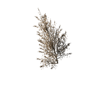 927 Maple Trees and Bushes Pack