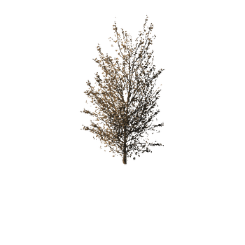 984 Maple Trees and Bushes Pack