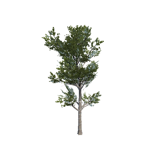 Tree_A