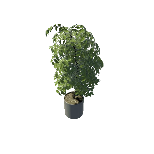 Plant01