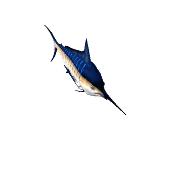 Marlin