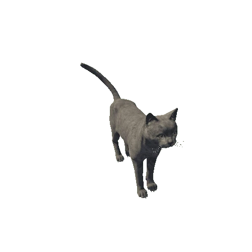 Cat_HighPoly_c2