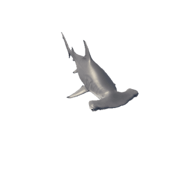 Hammerhead