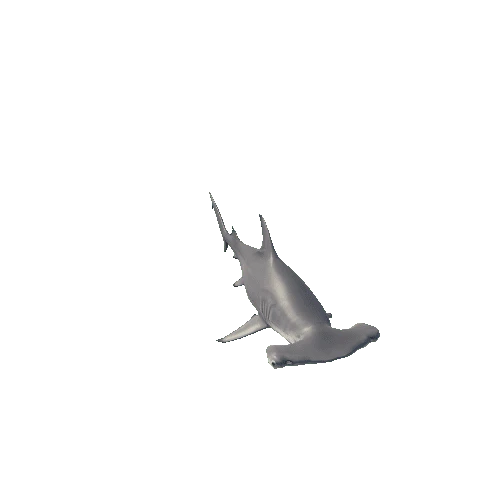 Hammerhead