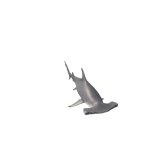 hammerhead@turnleft