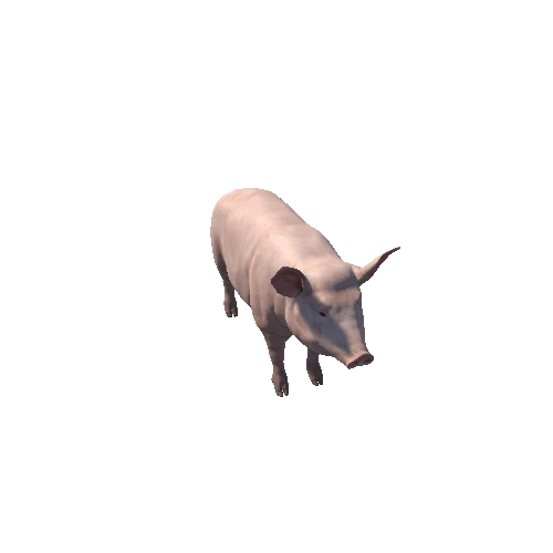 Pig_Female_HighPoly_c1