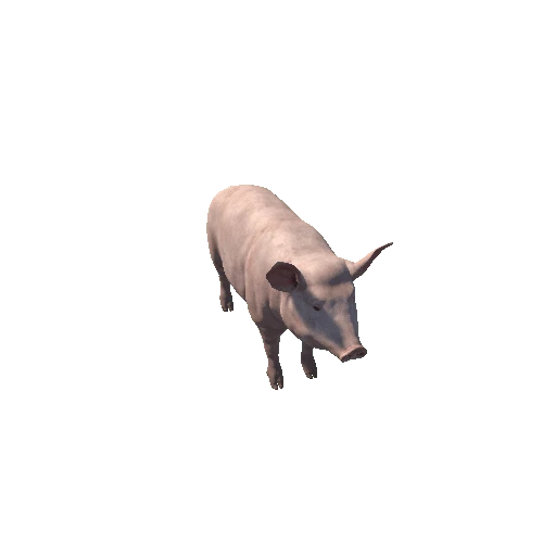 Pig_Female_HighPoly_c2